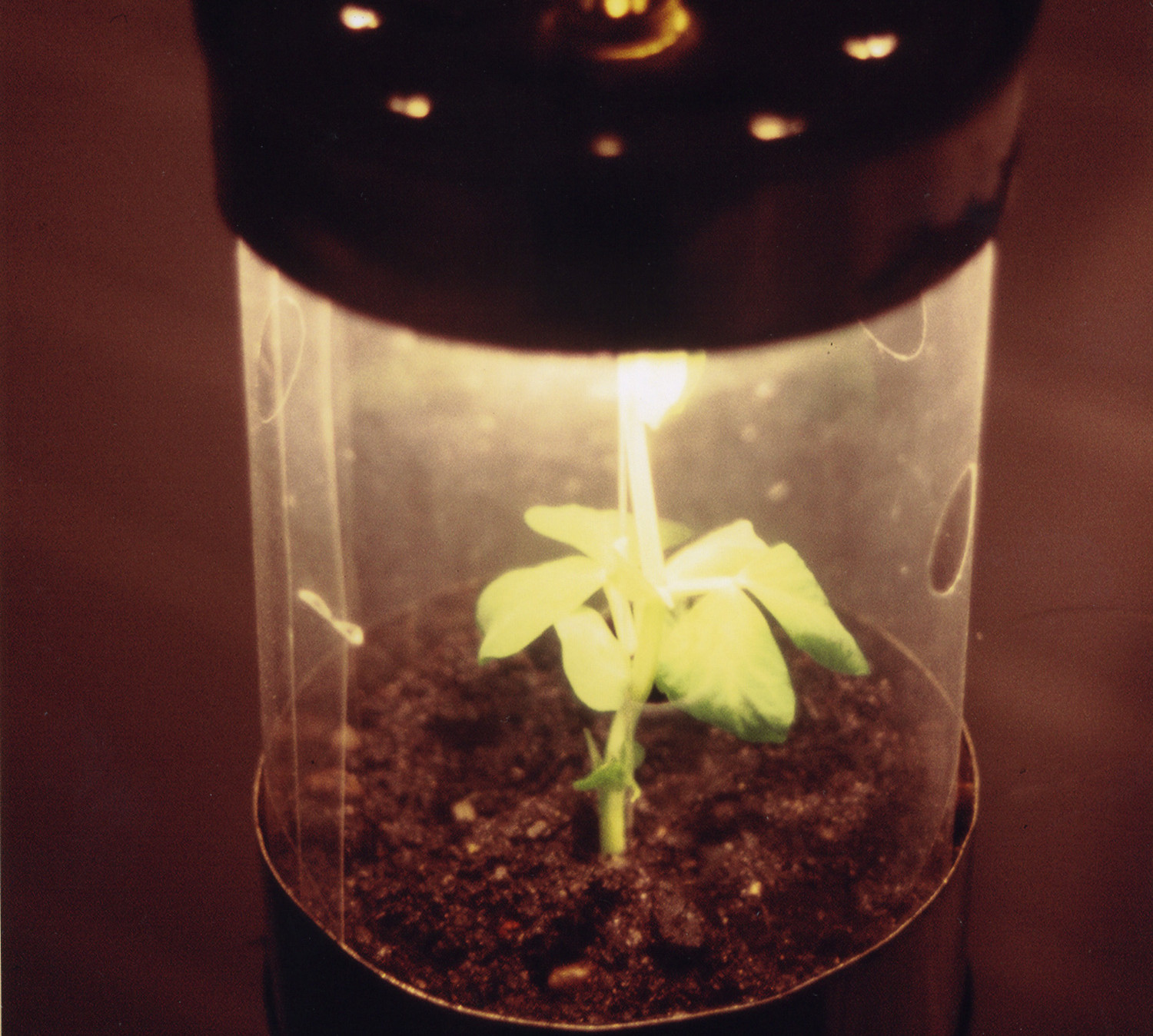 cans, soil, bulb, sweetpea seed, OHP sheet  ︱  dimension variable